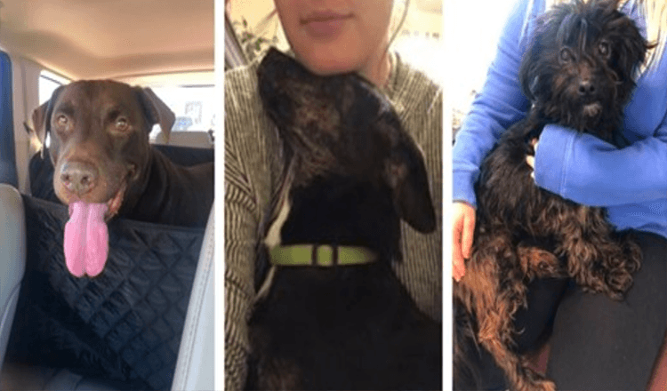 Frau begibt sich in einen Unterschlupf, um einen Hund im Todestrakt zu retten, rettet aber am Ende drei Hunde