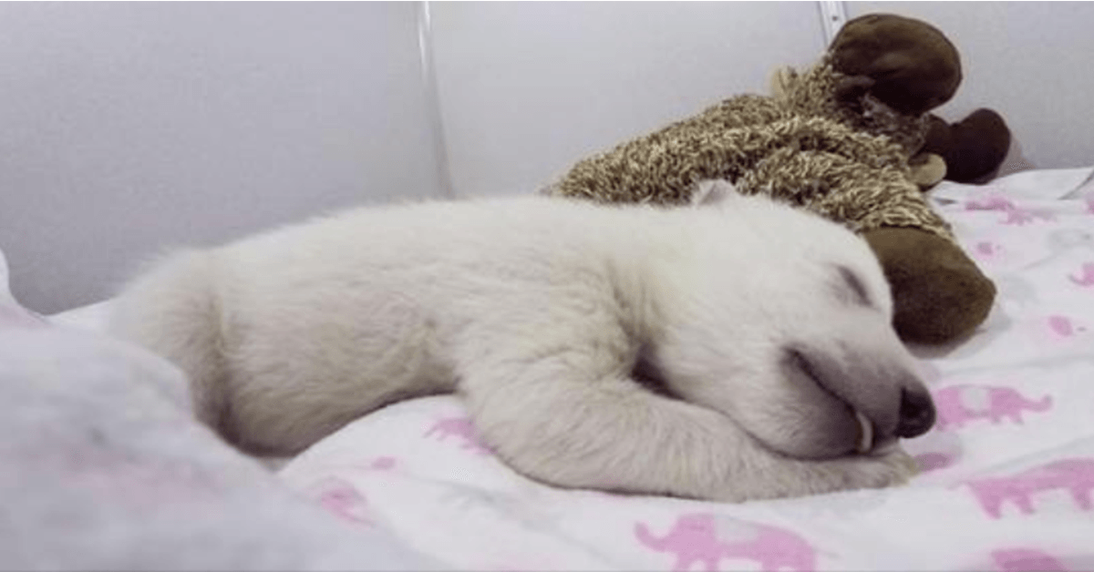 Verlassener Baby-Eisbär, der mit einem Stofftier schläft, macht niedliche Geräusche