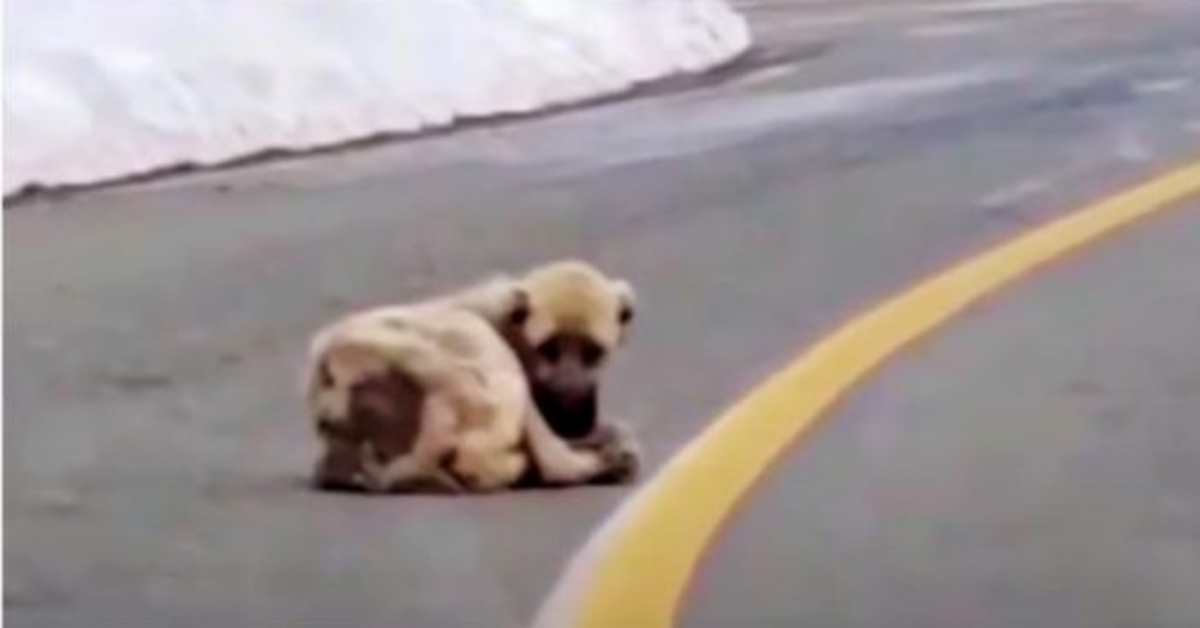 Der hohle Hund, der auf der Straße liegt, sehnte sich nach Wärme und einem besseren Leben, aber sein Herz war wild