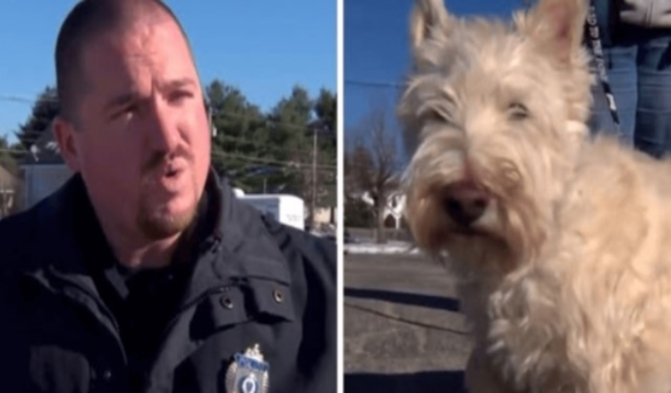 Winziger Hund rennt auf Cop zu und beginnt laut zu bellen, bittet den Cop, ihm zu folgen