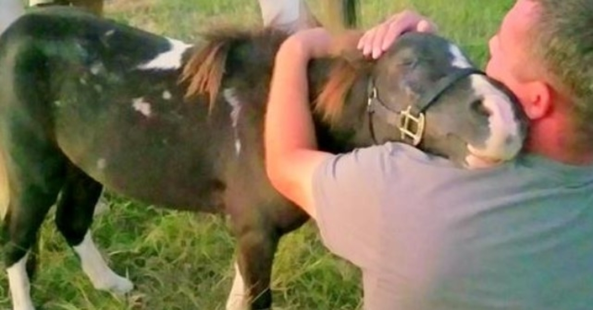 Missbrauchtes Pony für Fleischhandel verkauft, umarmt Mann, der ihn in letzter Minute gerettet hat