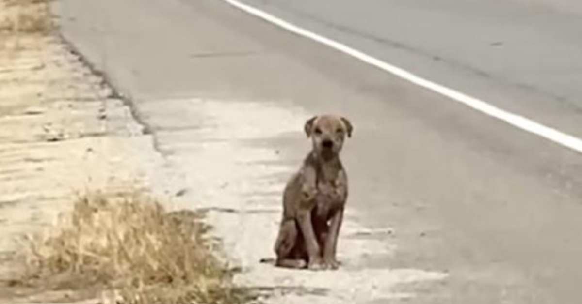 Verängstigter und trauriger Hund, der am Straßenrand sitzt und sein glänzendes Fell vermisst, auf der Suche nach Liebe