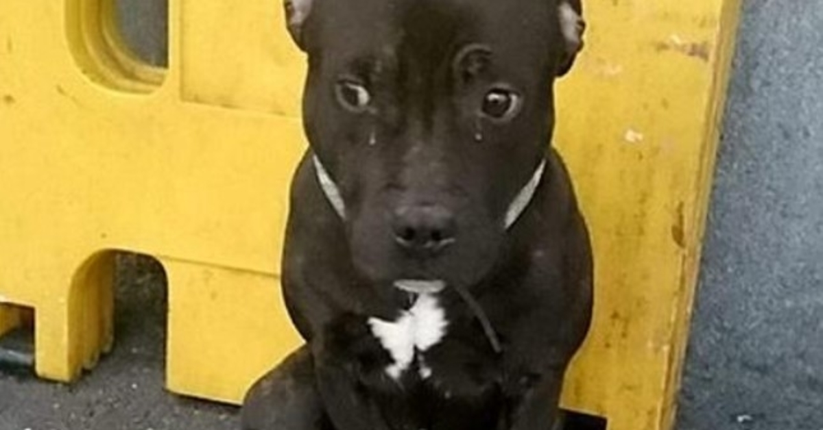 Hund, der am Bahnhof ausgesetzt wurde, weint vor Trauer, als sein Mensch vom Tatort flieht