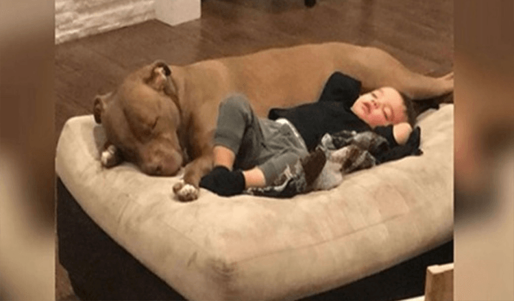 Kleiner Junge bekommt die Grippe und will nur, dass sein Rettungshund ihn tröstet