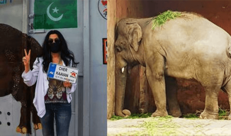 Warum US-Sängerin Cher den Elefanten Kavaan aus Pakistans Zoo befreite