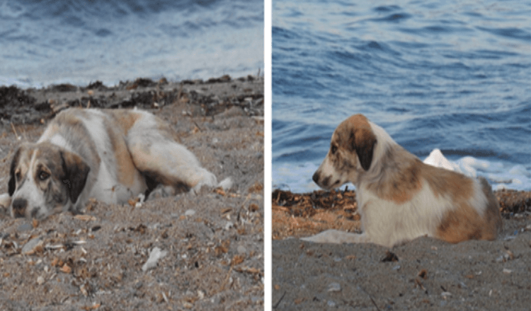 Ein streunender Hund, der einer Frau am Strand nachjagt, entpuppt sich als getarnter Schatz