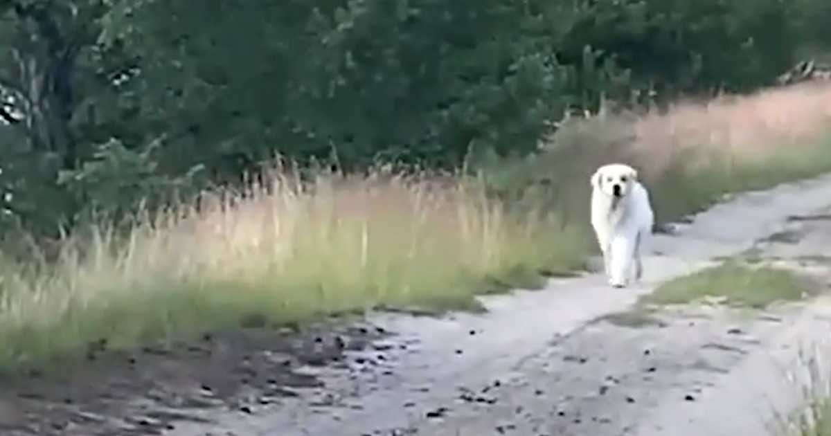 Sie verlieren die Hoffnung, ihr Haustier zu finden, als ein großer weißer Hund auf der Straße auftaucht