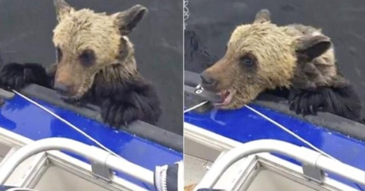 Ertrinkende Baby-Bärentatzen am Boot für einen Schub beißen, während Männer sich nicht bewegen