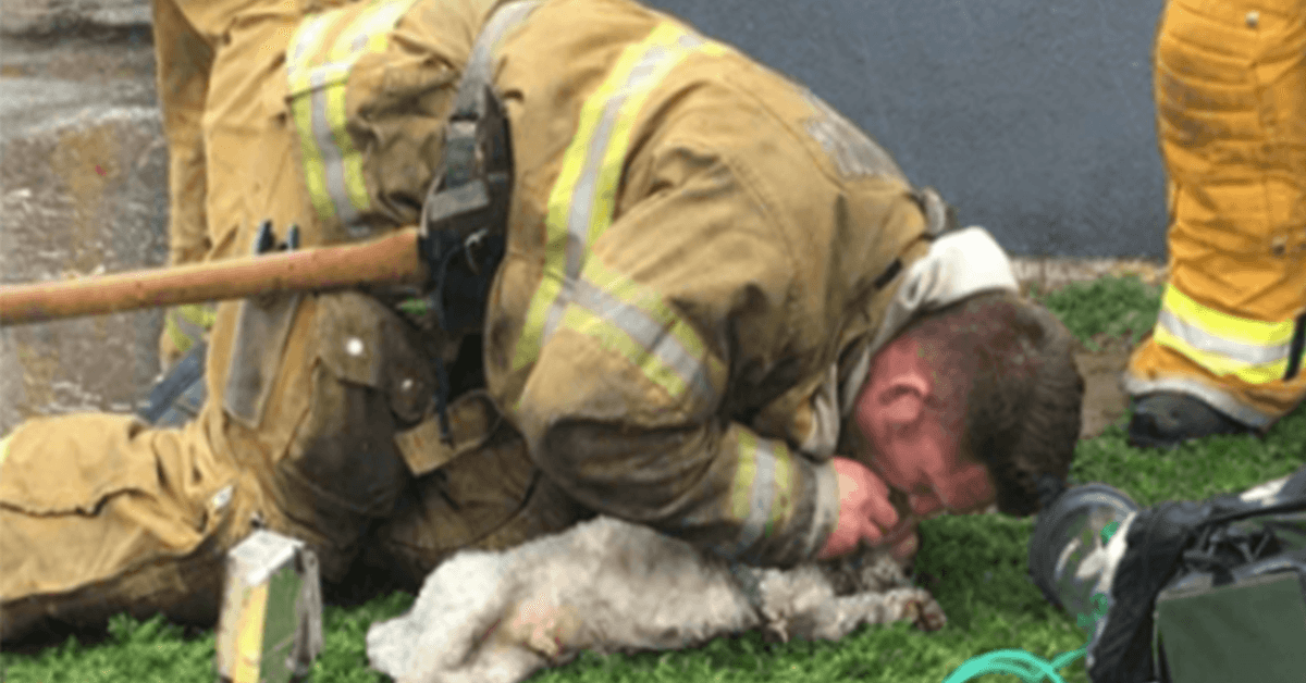Feuerwehrmann weigert sich, die Rettung eines kleinen Hundes aus einem brennenden Haus aufzugeben