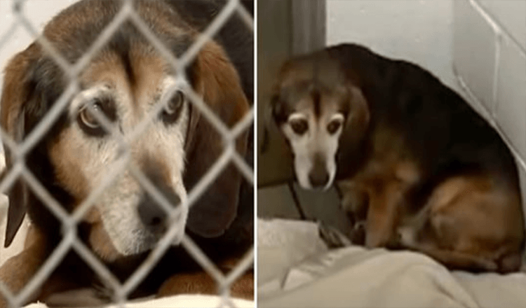 Älterer Hund, der seit 2 Jahren verloren ist, erkennt die Stimme des Besitzers und reagiert sehr berührend