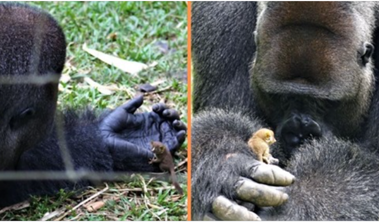 Ein riesiger Gorilla geht eine herzerwärmende Freundschaft mit einem winzigen Buschbaby ein