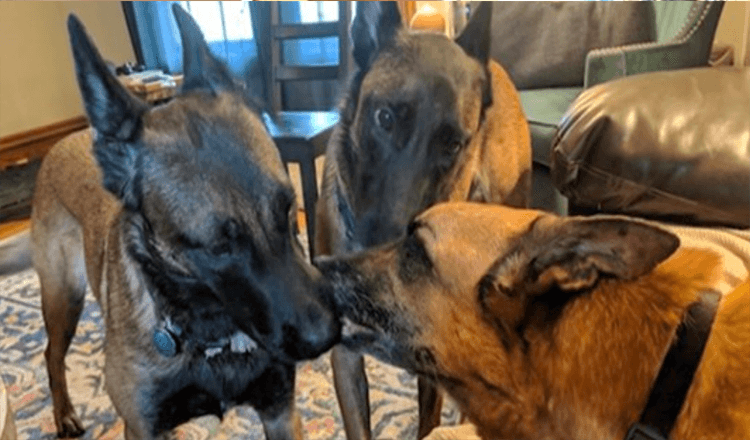 Hunde geben ihrem Bruder Küsse, kurz bevor sie sich endgültig verabschieden
