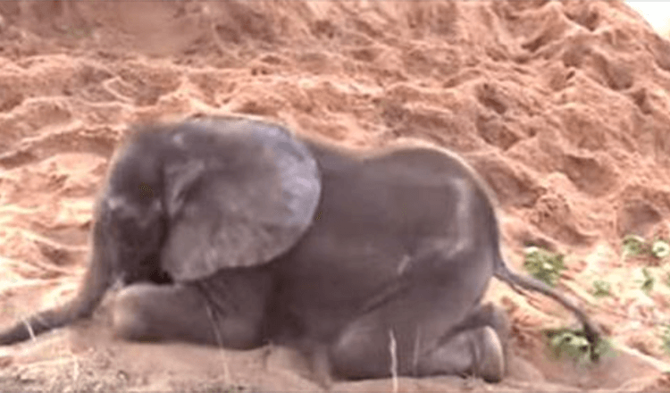 Ein krankes Elefantenbaby starb, nachdem seine Herde ihn zurückgewiesen hatte, und ist ein unwahrscheinlicher Freund