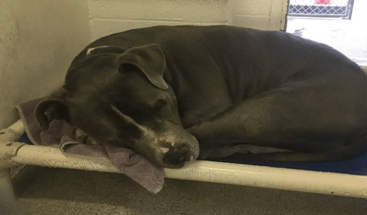 Hund ist verzweifelt, nachdem seine Familie ihn im High-Kill Shelter zurückgelassen hat, aber dann adoptiert ihn sein neuer bester Freund