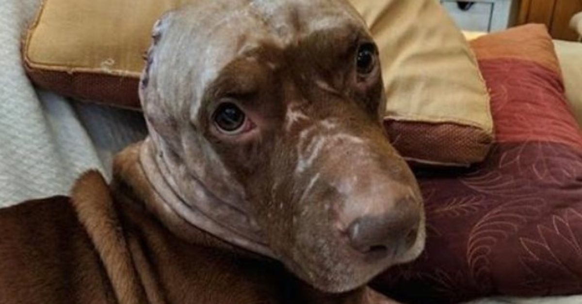 Trauriger und verängstigter Hund, dem die Ohren abgerissen wurden, will nur kuscheln und ein Zuhause für immer finden
