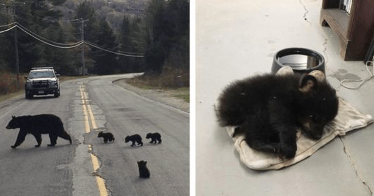 Polizist entdeckt krankes Bärenjunges, das auf der Straße feststeckt, und riskiert sein Leben, um es zu retten