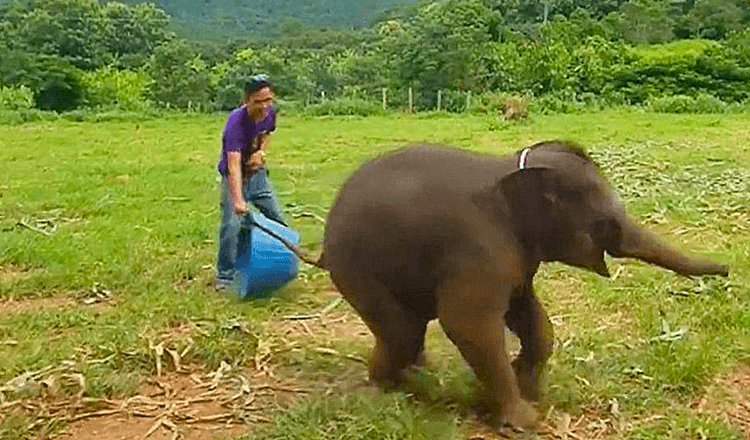 Seltenes Filmmaterial zeigt ein verspieltes, sechs Monate altes Elefantenbaby, das während des Spiels im Wildreservat lacht