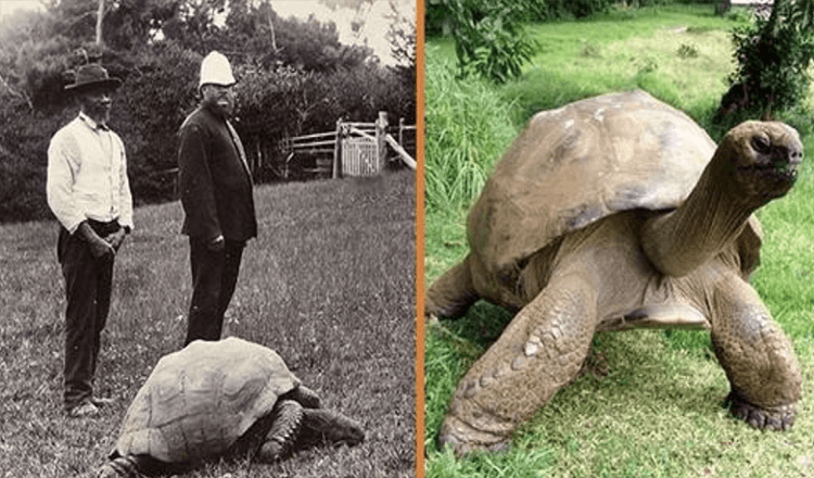 Jonathan, eine 189 Jahre alte Schildkröte, wurde 1902 fotografiert und lebt noch heute (+8 Bilder)