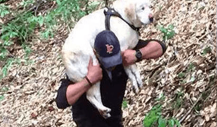 Blinder Hund, der seit über einer Woche vermisst wird, wird gerettet