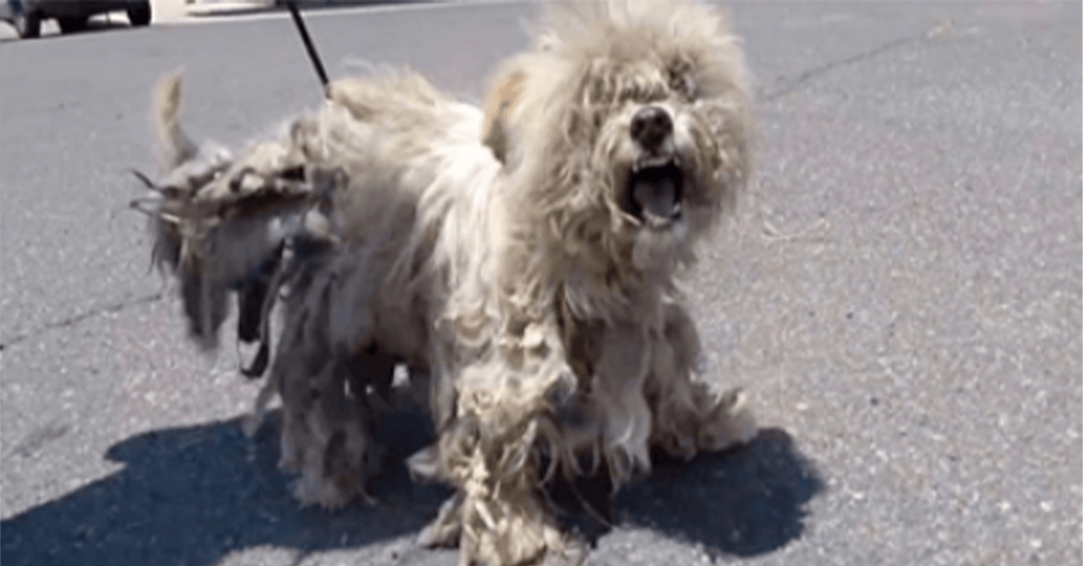 Vagabundierender Hund mit schwindendem Geist schrie vor Schmerzen, als sie auf ihn zukrochen