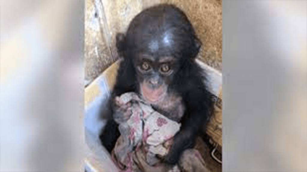 Baby-Schimpanse wurde monatelang in einer Kiste gehalten, wo sie sich zum Trost an ein altes Tuch klammerte