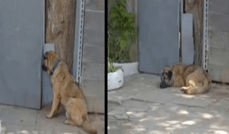 Hund weigert sich, Tor zu verlassen, nachdem Besitzer ihn wegen zu „Freundlichkeit“ rausgeschmissen hat