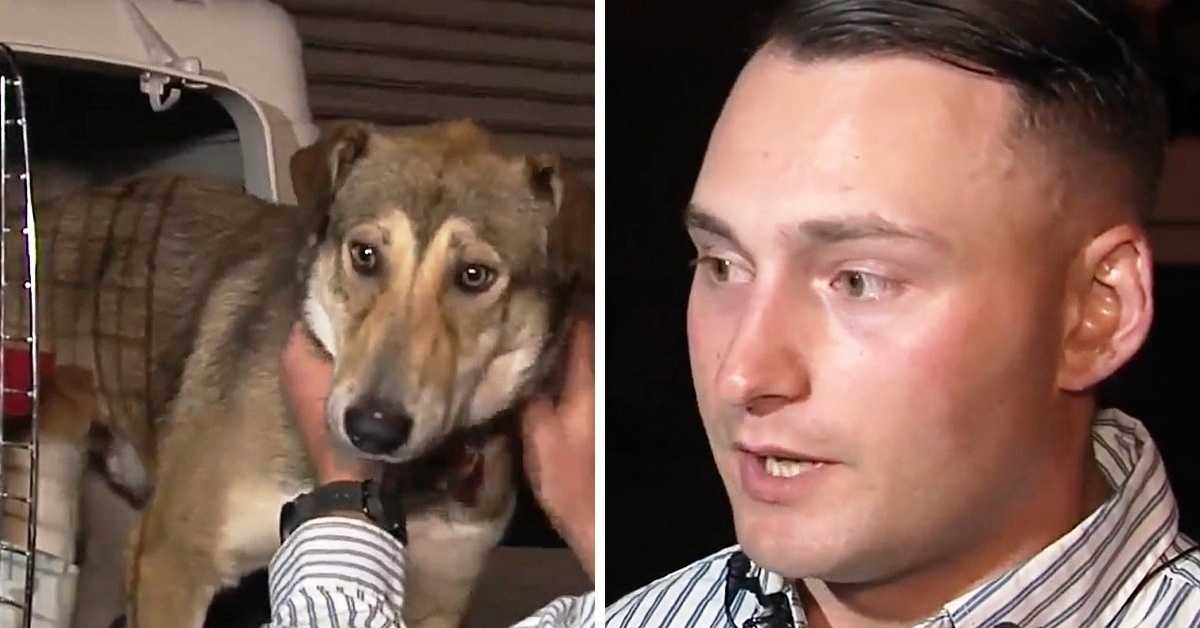 Drei Hunde, die ein im Irak geretteter Marinesoldat am Flughafen erwartet, scheinen verwirrt zu sein