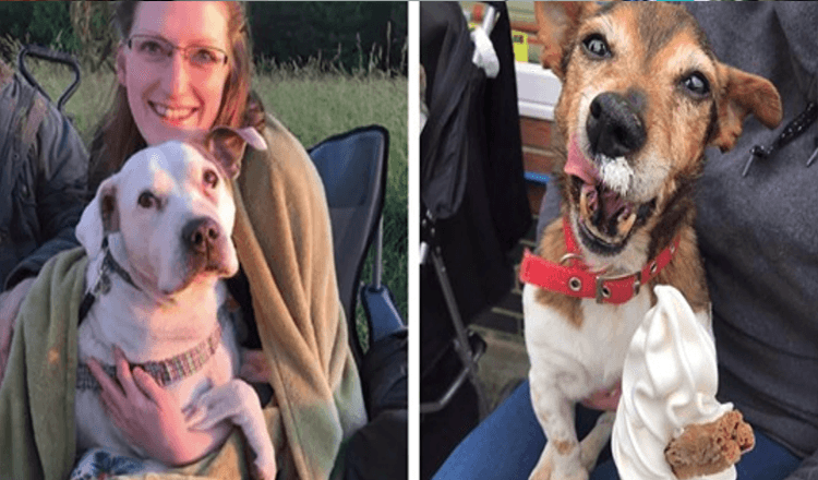 Pensionierte Krankenschwester eröffnet Hospiz für Hunde, damit sie sich in ihren letzten Augenblicken geliebt fühlen können