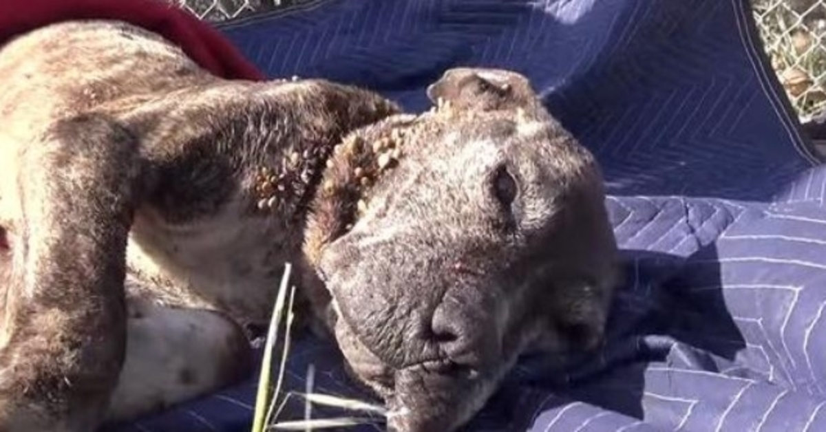 Retter setzen Himmel und Erde in Bewegung, um einen auf einer Brücke zurückgelassenen kranken Hund zum Sterben zu retten