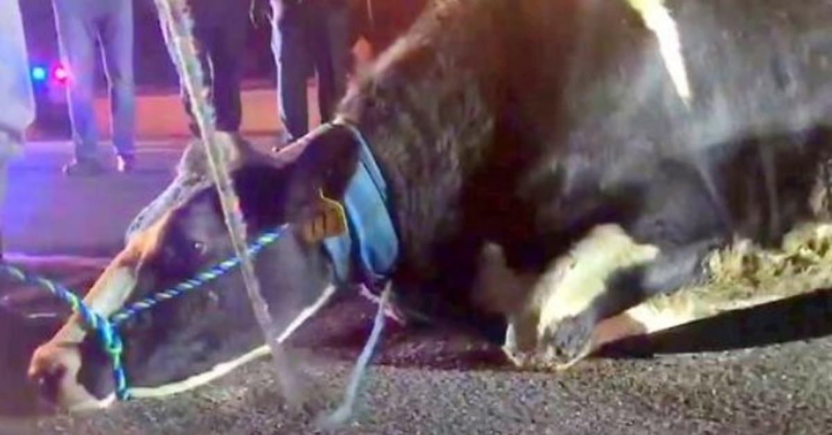 Trächtige Kuh, die verzweifelt versucht, das Baby zu retten, springt auf dem Weg zum Schlachthof vom Lastwagen