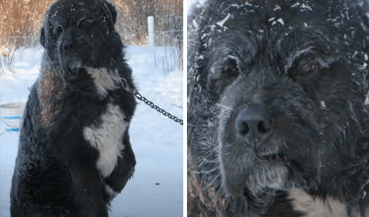 Bei gefrorenem Wetter wurde ein angeketteter Hund gefunden, der abwechselnd eine Pfote vom kalten Boden fernhielt