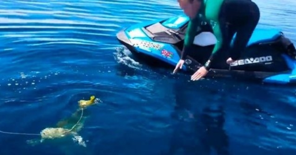 Männer sehen „Ballon“ im Ozean, erkennen aber, dass es sich um eine arme Kreatur handelt, die um ihr Leben kämpft