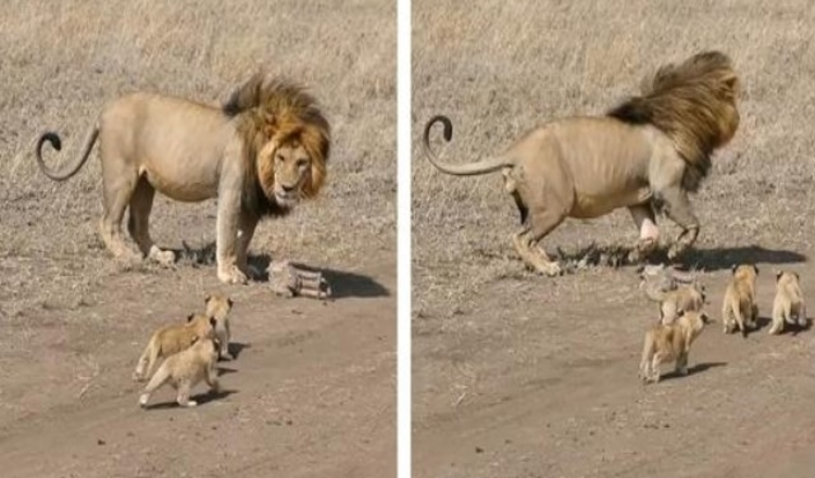 Löwenvater versucht, seine winzigen Jungen in herzerwärmendem Filmmaterial loszuwerden