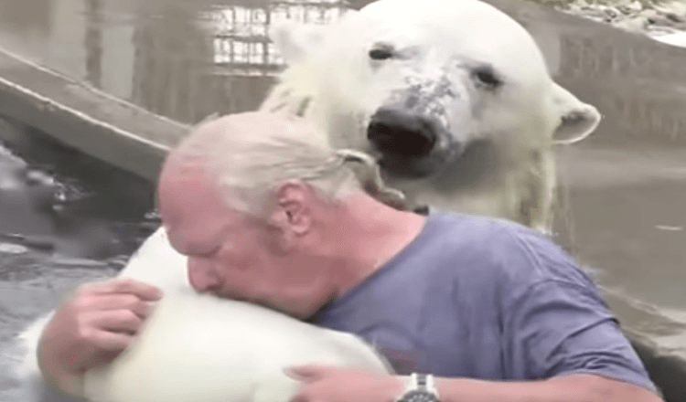 Mann schwimmt mit einem weißen Eisbären, den er über zwei Jahrzehnte lang aufgezogen hatte