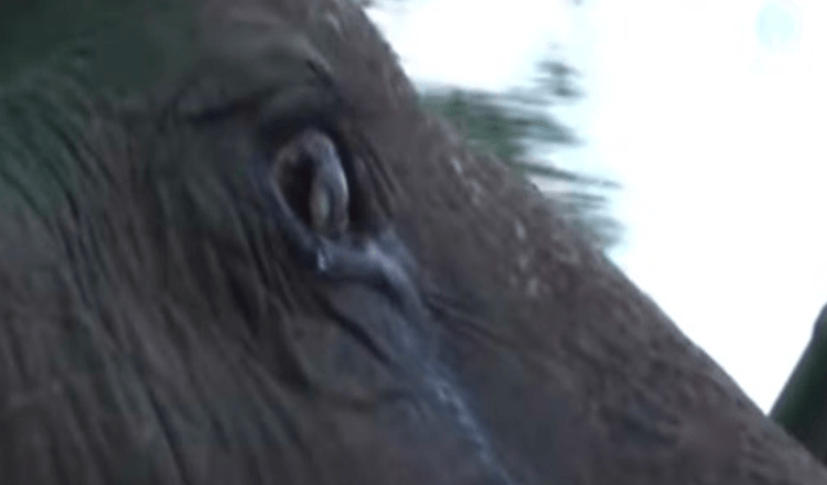 73-jährige Elefantin vergießt Tränen, als sie aus dem Leben in Gefangenschaft gerettet wird
