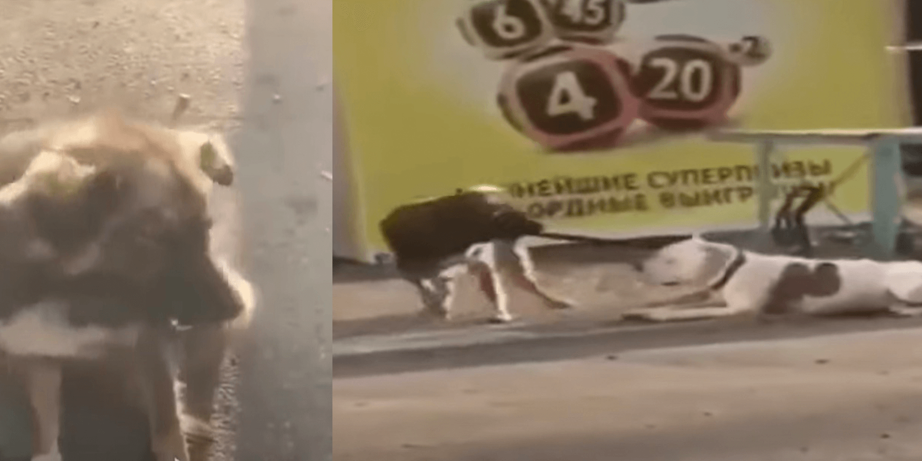 Streunender Hund entdeckt einen an einen Zaun gebundenen Hund und versucht, ihn zu befreien