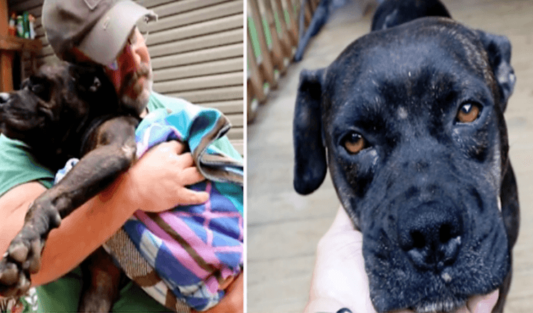 Verletzter Hund findet mitten im Nirgendwo ein Haus, um den einen Mann zu entdecken, der helfen kann.