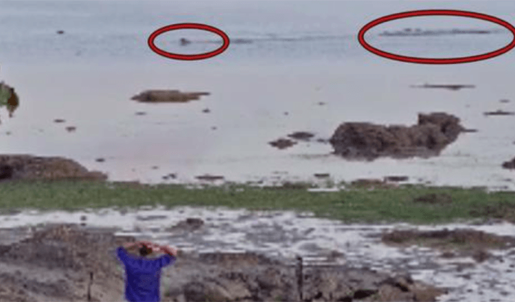 Riesiges Krokodil jagt Hund, der im Ozean schwimmt, während Besitzer verzweifelt danach ruft