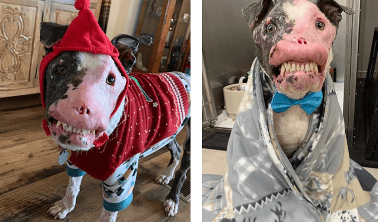 Rettungshund mit Autoimmunerkrankung beweist, dass Schönheit von innen kommt
