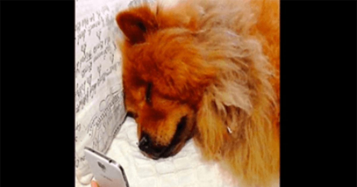 Depressiver Hund, der sich nach ihrer Mutter sehnt, bricht zusammen, als sie mit ihr per Video telefoniert