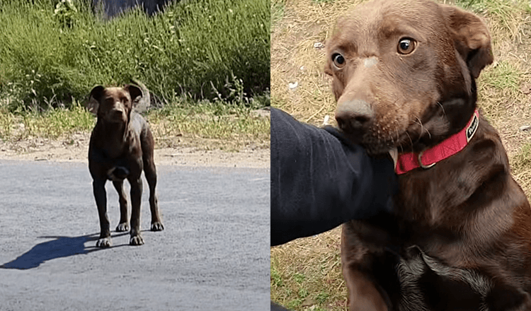Trauriger Hund wartet jeden Tag am selben Ort darauf, dass ihn jemand rettet