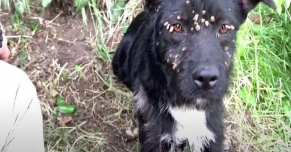 Verlassener trauriger Hund, der mit Zecken bedeckt und an den Pfosten gebunden ist, gerettet