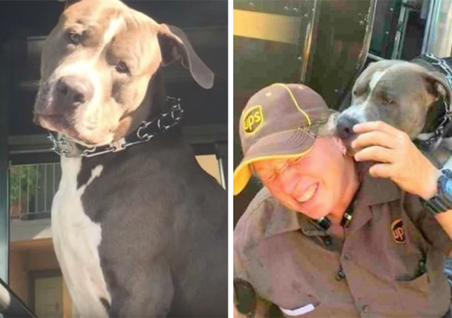 Hund weint weiter, nachdem seine Mutter gestorben ist, und bittet UPS-Mitarbeiter, ein neues Zuhause zu bekommen