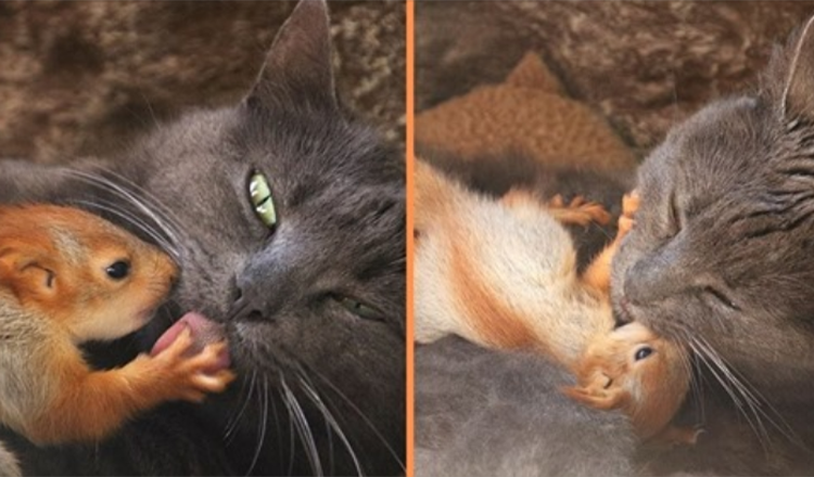 Vier verwaiste Eichhörnchen finden innige Liebe, nachdem sie von Mama Cat adoptiert wurden
