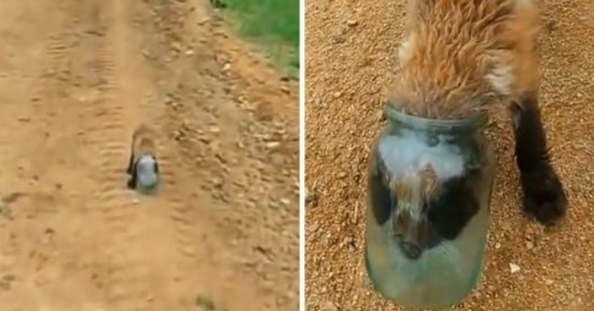 Baby Fox steckt seinen Kopf in einem Glas fest, erstickt und bittet einen Menschen um Hilfe