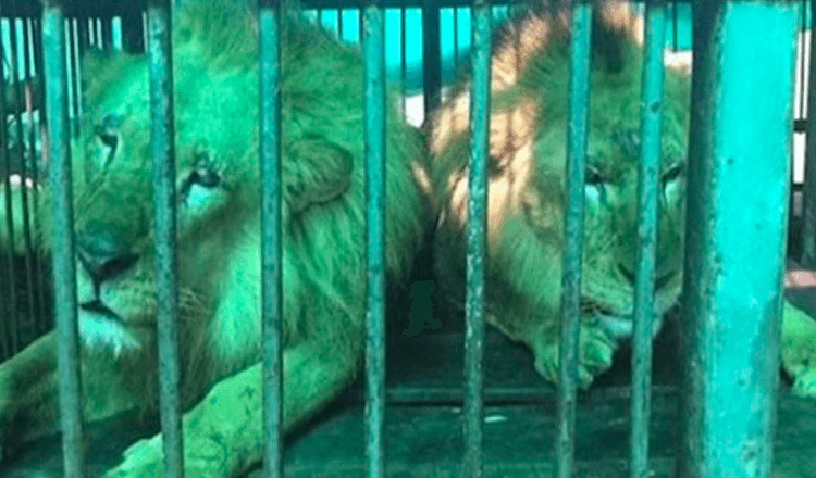 33 Circus Lions kehren nach einem Leben voller Elend nach Afrika zurück