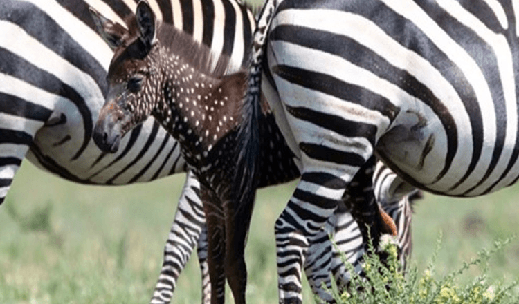 Baby-Zebra wird mit Punkten statt Streifen geboren – zum ersten Mal überhaupt aufgenommen (+8 Bilder)