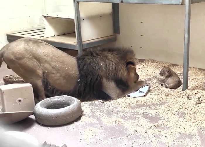 Herzschmelzender Moment Dad Lion geht in die Hocke, um sein Baby zum ersten Mal zu treffen