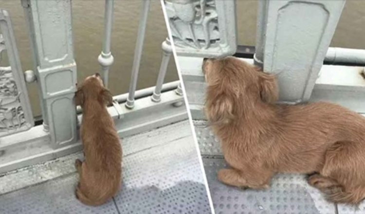 Loyaler Hund wartet vier Tage auf Brücke, nachdem er gesehen hat, wie sein Besitzer sich das Leben genommen hat