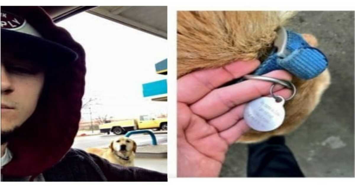 Mann entdeckt einen „verlorenen“ Hund, versucht ihm zu helfen und liest die ID-Marke